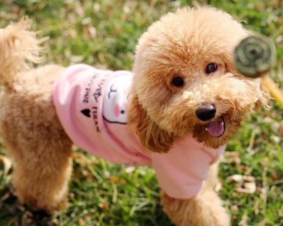 怎么训练贵宾犬不咬人,贵宾犬训练站立走路吗