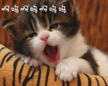 猫为什么爱鱼呢,猫为什么对我嘶吼