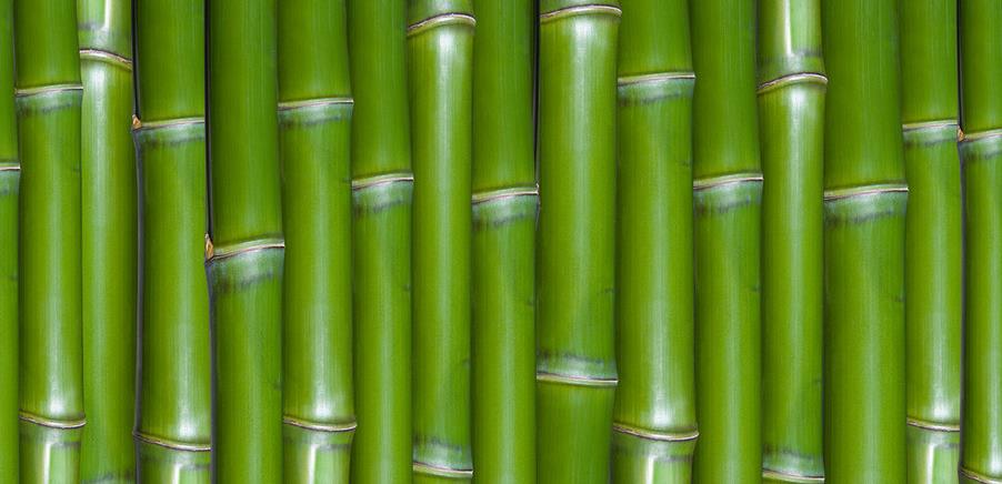 竹子竟然是最好的鱼竿！这个你要不知道就OUT了！