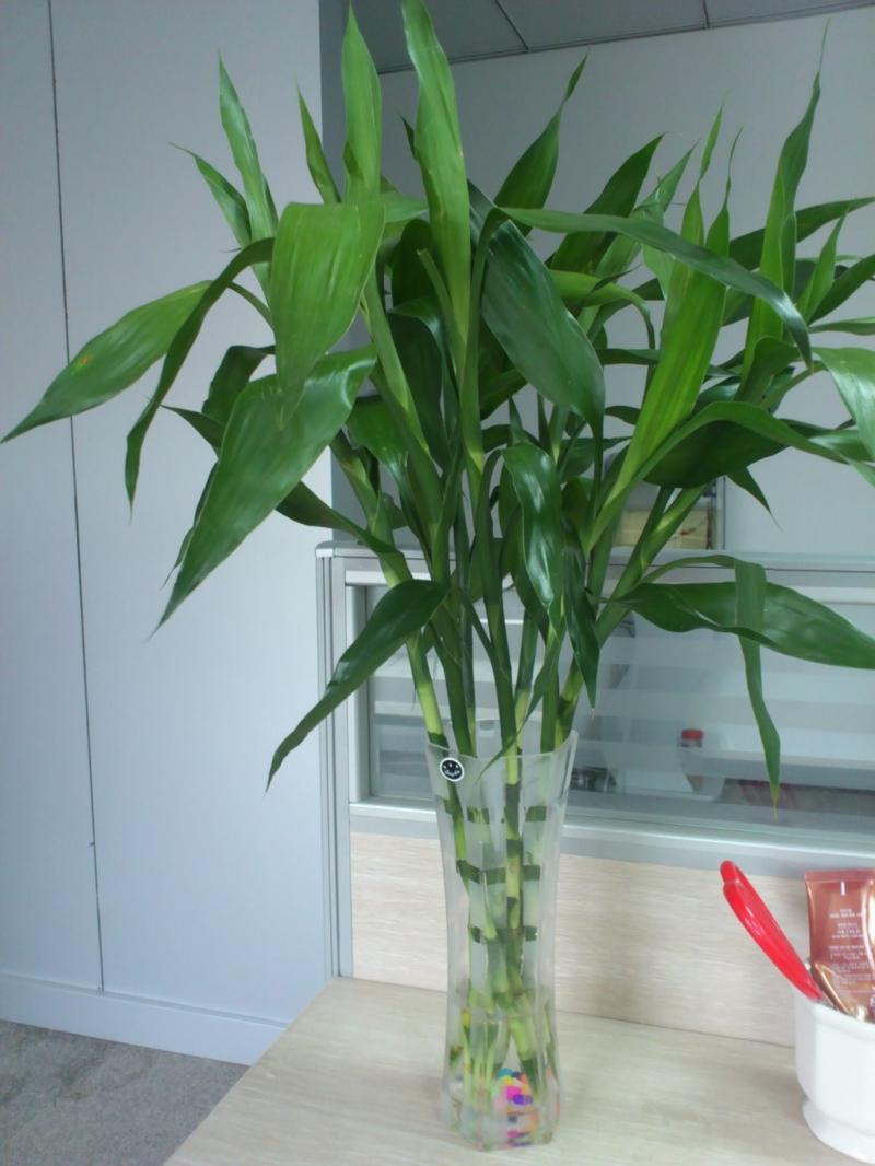 富贵竹里扔的生锈铁钉用消毒么,水养富贵竹加生锈的螺丝钉管用吗