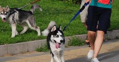 二货哈士奇是怎么来的？难道真是狼和狗OOXX...生的？！