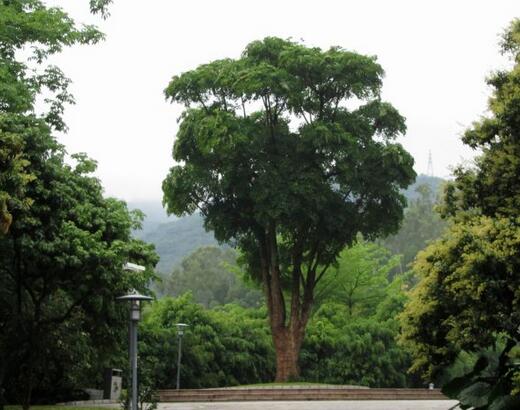 寓意着健康长寿的家养绿植,寓意吉祥富贵的室内绿植