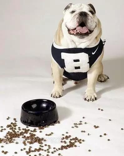 狗狗不爱吃水果该怎么办,狗狗不爱吃狗粮怎么办