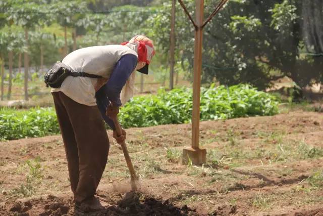 悦榕庄banyantree酒店,新加坡民丹岛酒店攻略