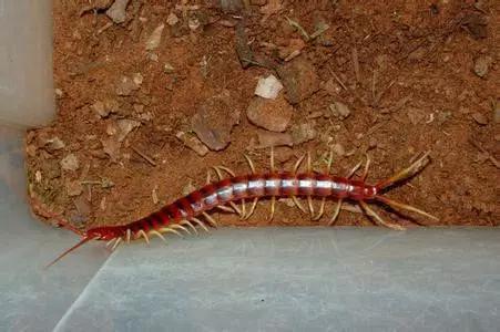 清洁工被蛇咬了,清洁工被狗咬怎么处理