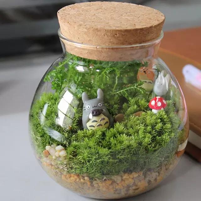 苔藓盆栽制作方法,苔藓植物盆栽制作