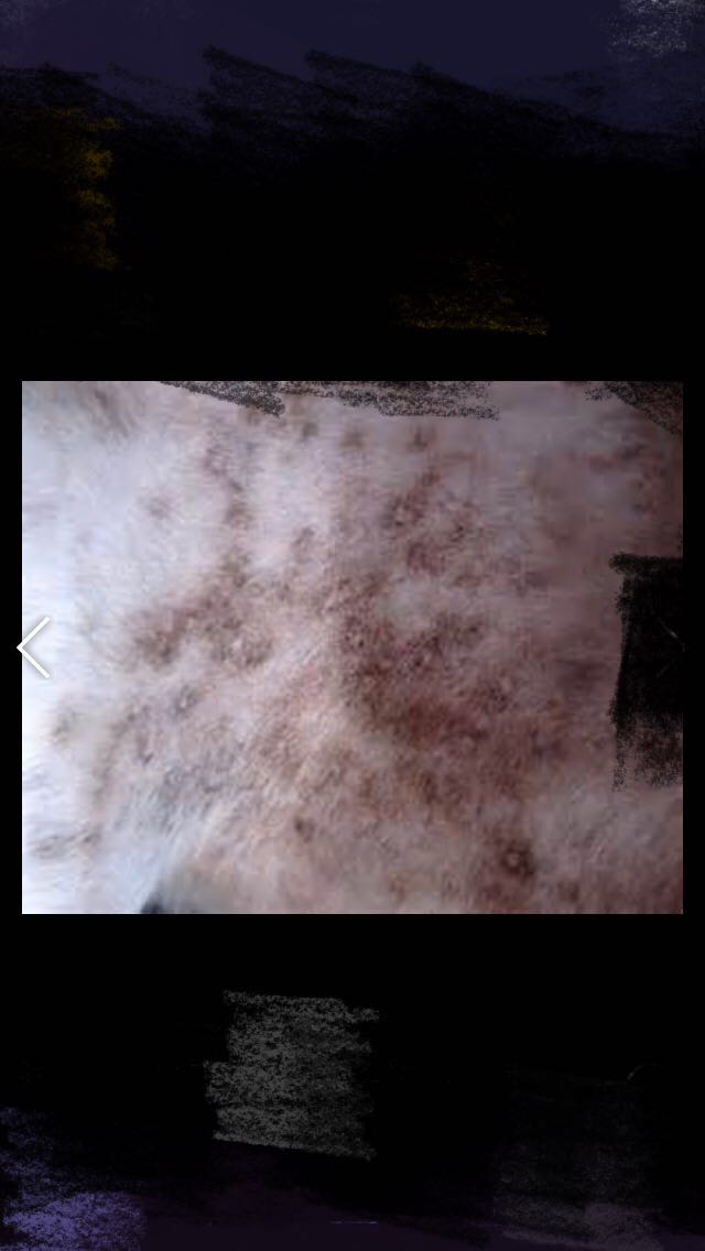 宠物医生如何预防狂犬病,宠物猫狗在什么环境下会得皮肤病