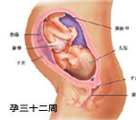 怀孕八个月臀位胎儿图,怀孕八个月胎儿几斤正常