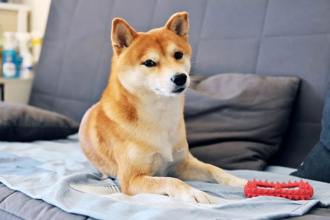 柴犬实测7款玩具：网络上的热门款玩具适合它玩耍吗？