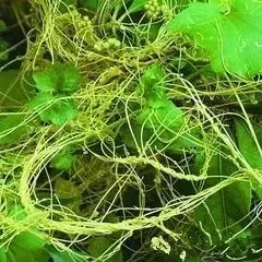 新疆南疆野生动物图片,南疆常见绿化植物