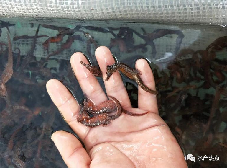 线纹海马什么品种好,线纹海马哪个品种好