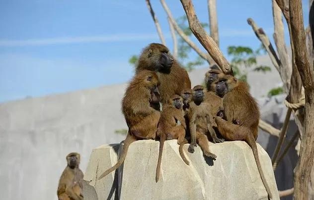 新闻“全欧了”:法国面临洪水威胁巴黎上演“猩球崛起”
