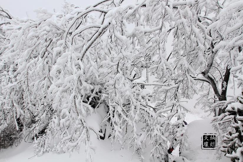 赏雪何须去北国,赏雪不用去远方