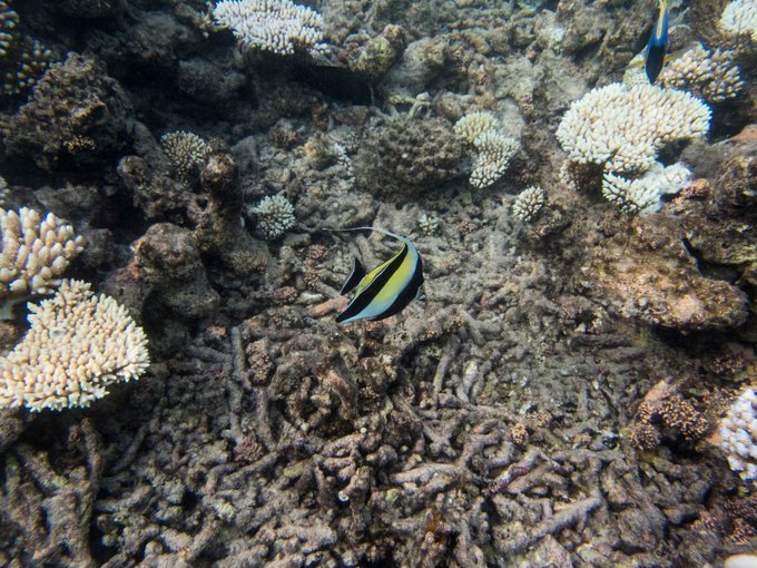 马尔代夫蓝色美人蕉岛,马尔代夫蓝色美人蕉旅游攻略