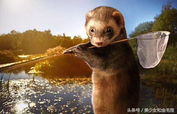 雪貂宝宝,雪貂和猫一起养