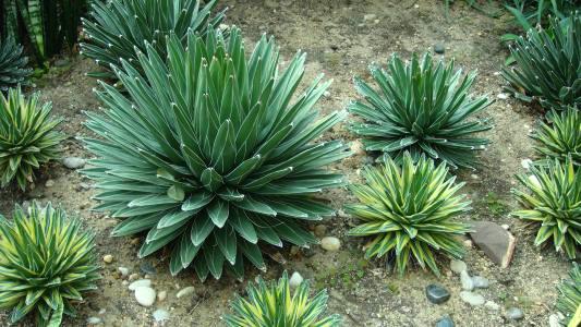 吸甲醛的植物生长好是靠甲醛吗,吸甲醛和苯的植物多久可以见效