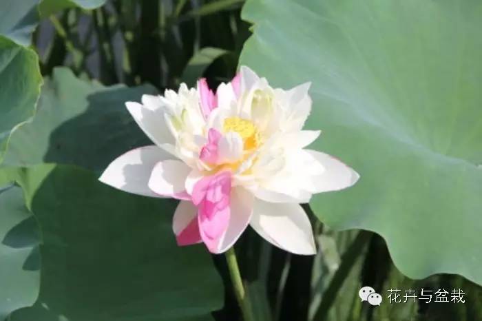 碗莲睡莲荷花种子区别,碗莲荷花睡莲图片