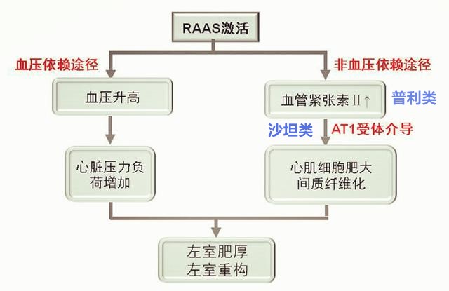 积极降压,精选药物,让高血压肥厚的心肌“瘦”回来!