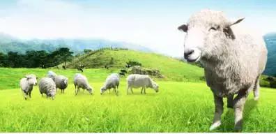 造假的羊奶粉,太原羊奶粉骗人套路