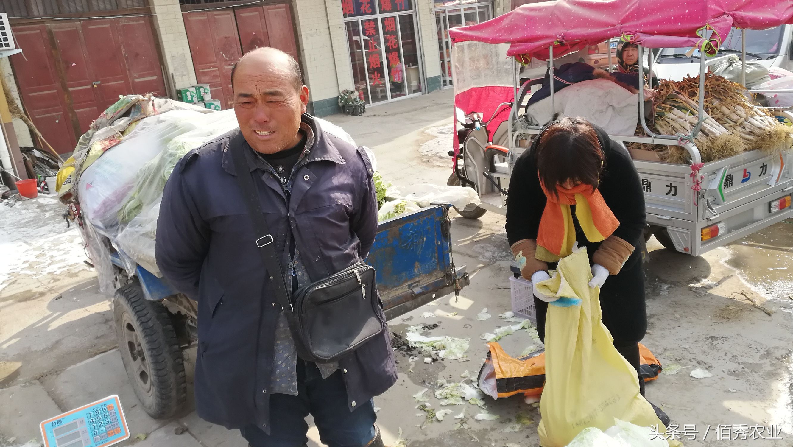 农村人种了10亩大白菜，零卖5毛钱一斤，还有人说卖贵了！