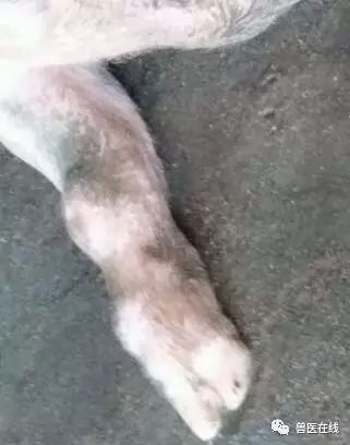 猪的跛行,迅速解决猪跛行