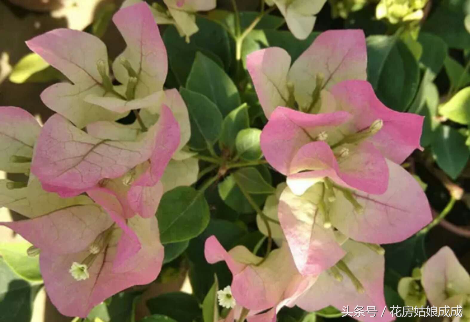 养花秘诀书籍,养花秘籍常换常新