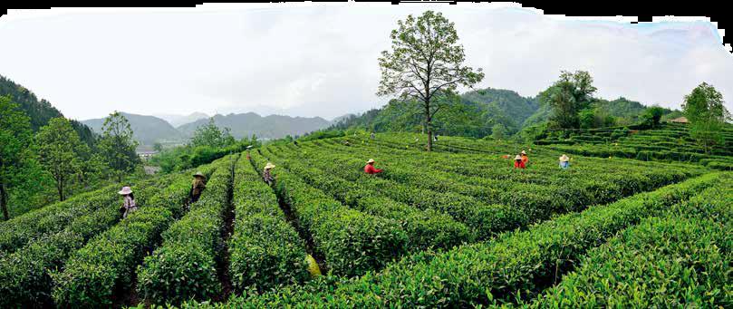 一杯茶可以有多牛?美国总统找人代购,一担卖到12万