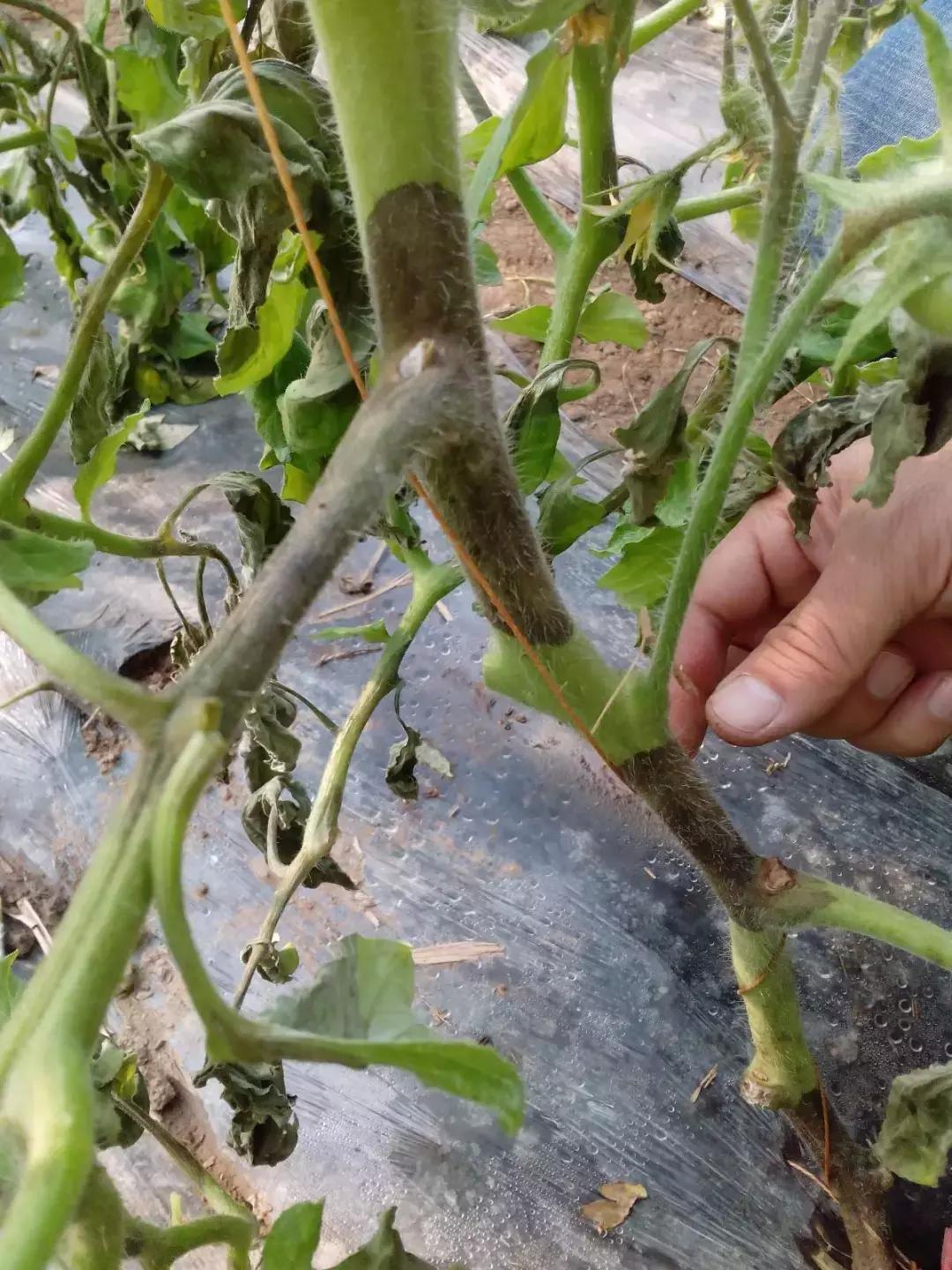 早疫晚疫病怎么用药,早疫和晚疫区别