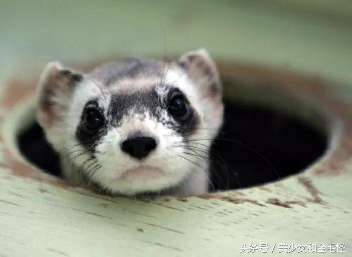 雪貂宝宝,雪貂和猫一起养