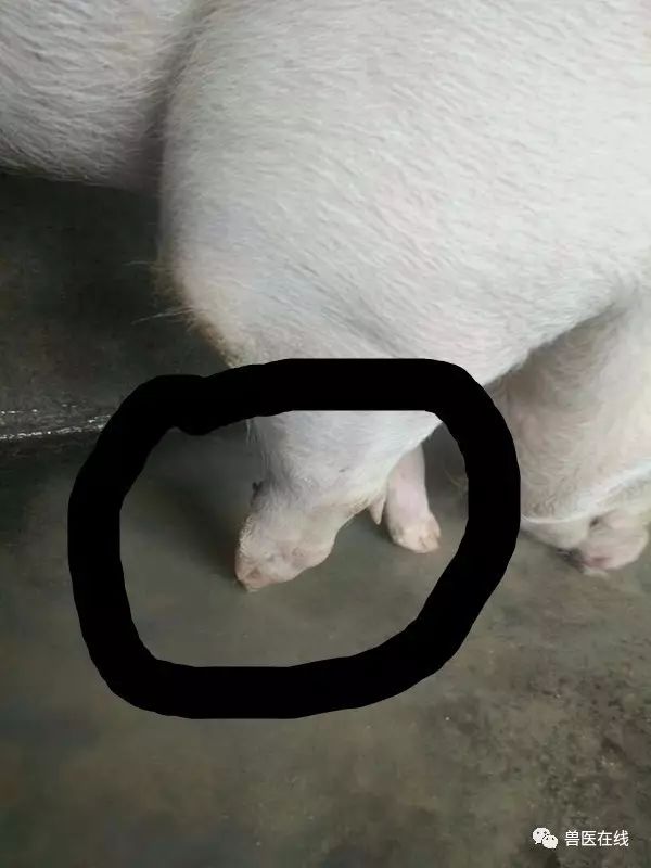 猪的跛行,迅速解决猪跛行