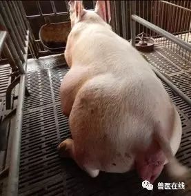 催产素副作用和危害,催产素对胎儿有伤害嘛