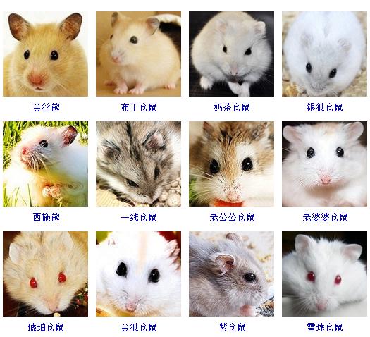 关于仓鼠最可爱的照片大全,仓鼠图片大全可爱萌图