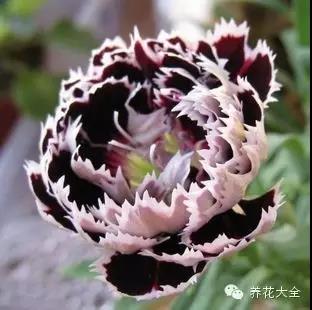 自然界中仅有的八种黑色的花,23种黑色花图片