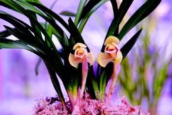 咏兰诗词十首,咏兰五绝诗词