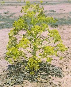 从新疆带什么特产给老人,送礼新鲜玩意