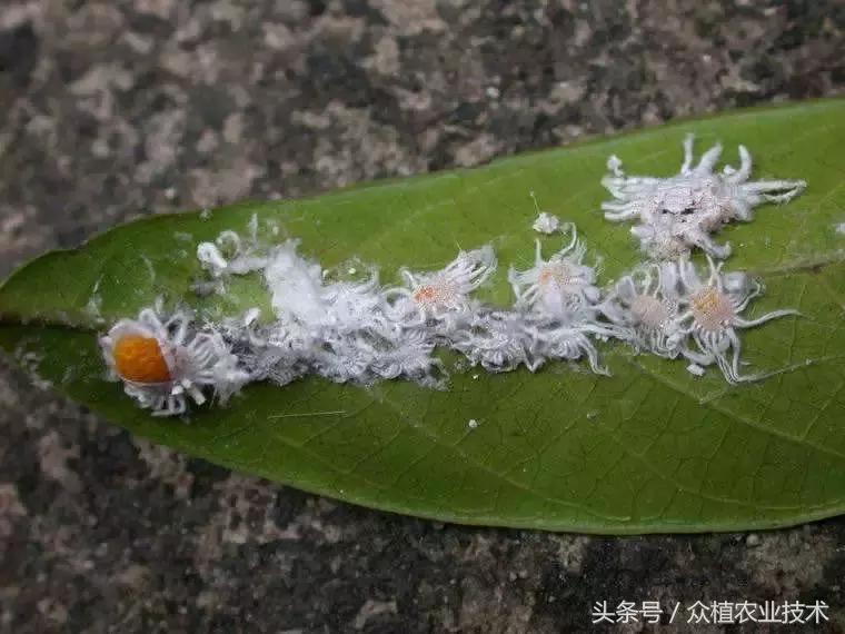 吹绵蚧防治特效药,吹绵蚧生长周期