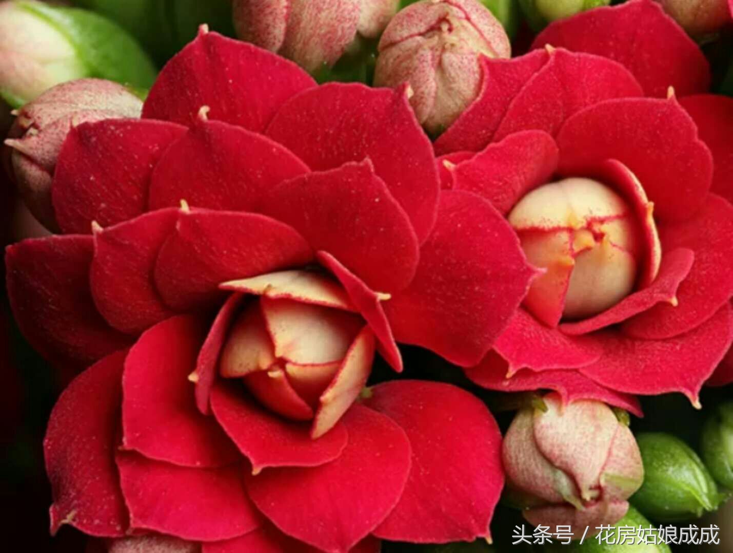 养花秘诀书籍,养花秘籍常换常新