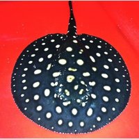 魟鱼养殖知识,谈谈对观赏鱼养殖的认识