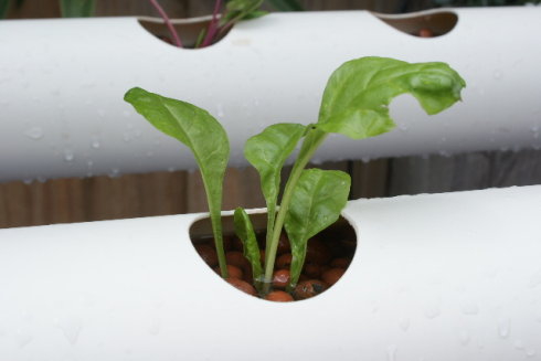 以色列室内无土栽培蔬菜方法,家庭小型无土栽培蔬菜技术