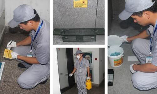 家里有老鼠怎么办怎样彻底赶走它,家里有老鼠怎么办土方法