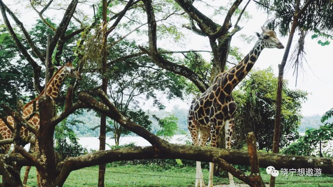 新加坡攻略及所带物品,新加坡攻略游戏