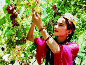 从新疆去内地带什么特产,这些土特产送亲朋好友有面子