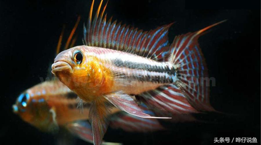 南美短鲷超红,南美短鲷喜欢的环境