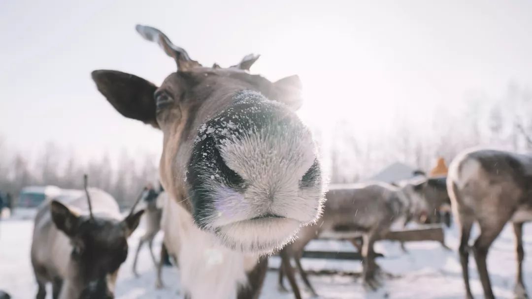 最后的驯鹿部落敖鲁古雅,中国最后原始部落敖鲁古雅