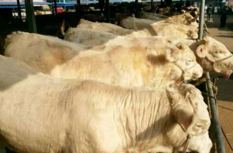 夏洛莱母牛多少钱一斤,夏洛莱牛200-300斤牛犊价格表