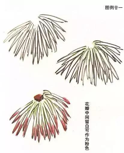 国画菊花画法教学视频,国画入门菊花的画法