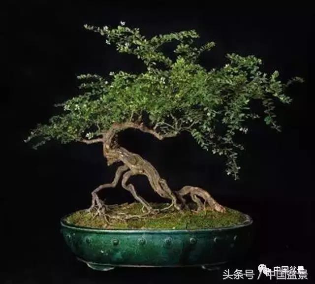 经典盆景欣赏,欣赏盆景感悟怎么写