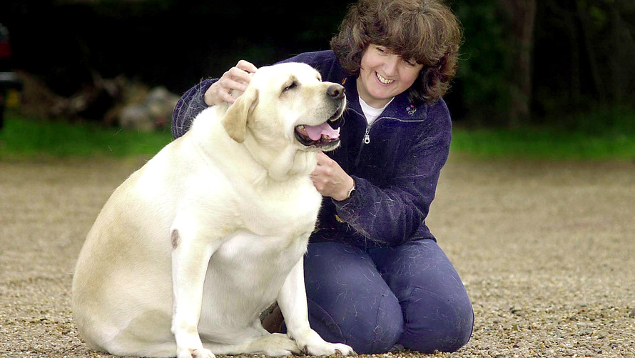 英短公猫6.8公斤算不算胖,橘猫很壮很胖正常吗