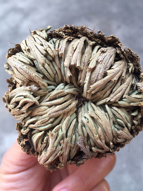 传说中的九死还魂草,九死还魂草可以长在哪里