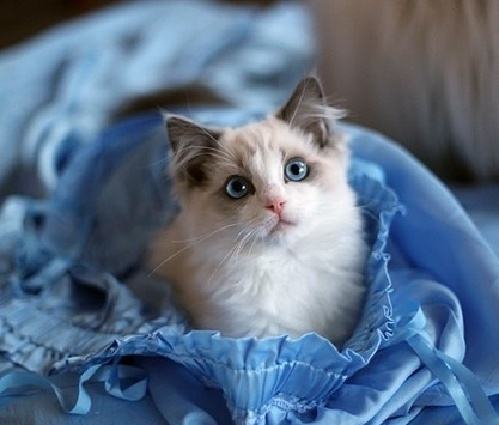 喵星人的3种类型,喵星人类型对照表